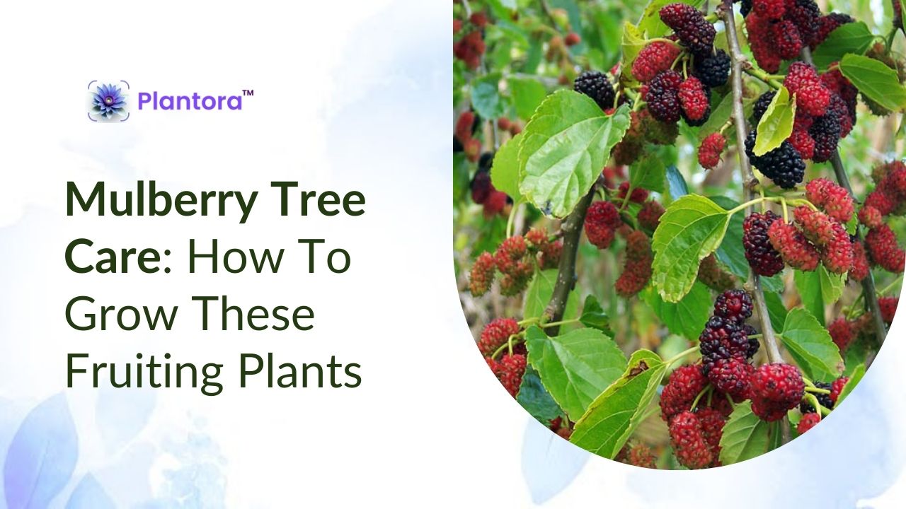 Mulberry Tree Care: How To Grow These Fruiting Plants - Plantora
