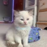 Ragdoll Cats Chicago